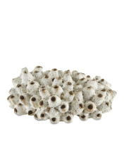 Currey 1200-0429 - Sulawasi White Shells